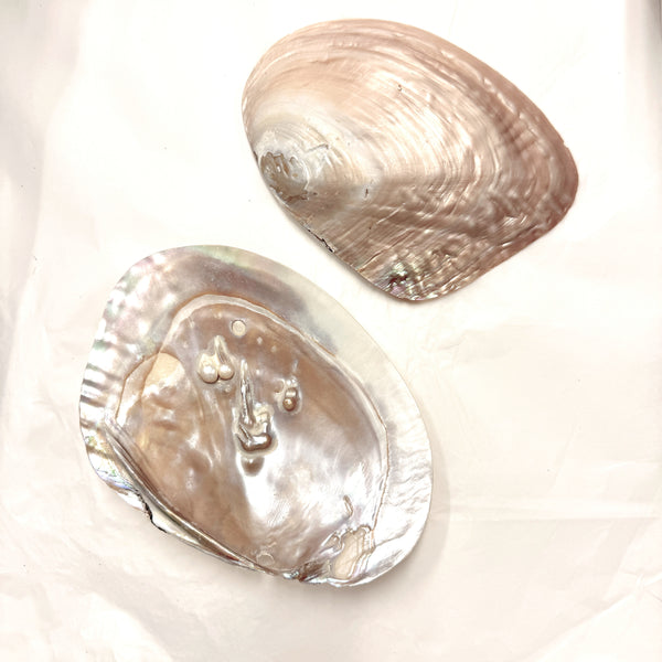 Pearl Shell