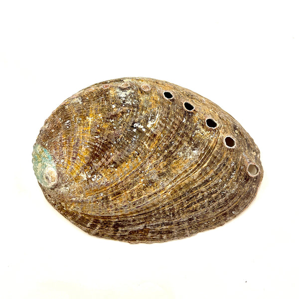 Abalone Shell