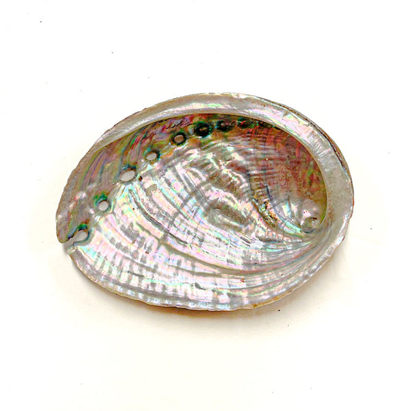 Abalone Shell