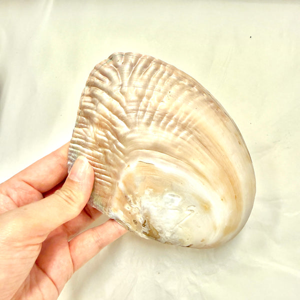 Pearl Shell